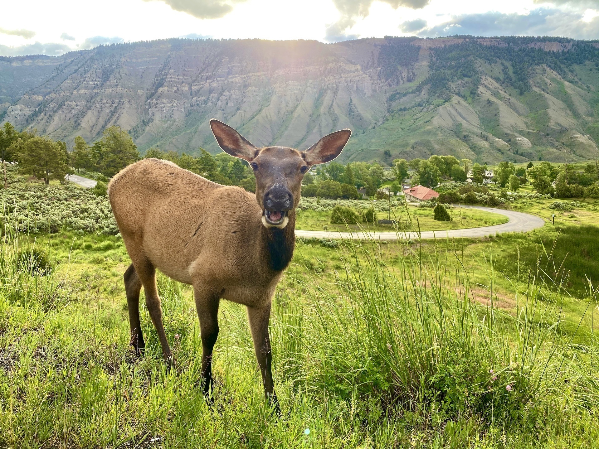 アメリカ モンタナ州＆ワイオミング州『Yellowstone National Park イエローストーン国立公園』: じゅんころの  “おいしいって幸せ“